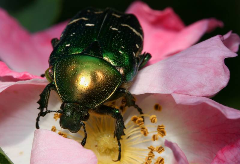 Бронзовка золотистая