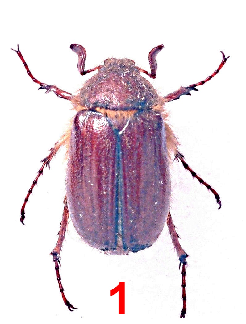 Хрущ апрельский