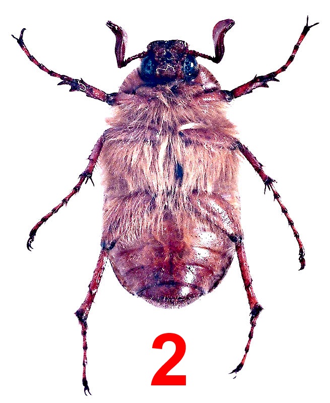 Хрущ апрельский