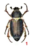 Хрущ волосатый; синоним - серый волосистый хрущ (Anoxia pilosa F.)