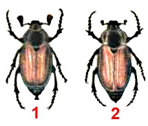 Хрущ восточный майский