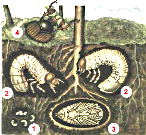 Хрущ западный майский