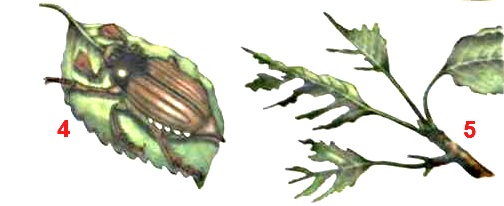 Хрущ западный майский