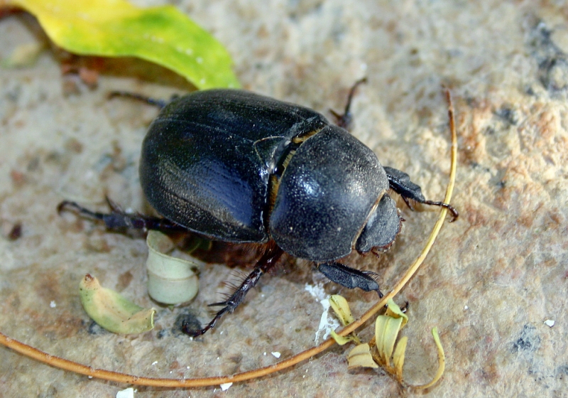 Навозник кукурузный