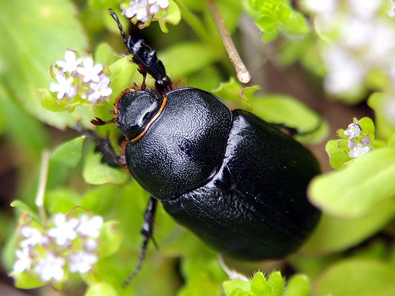 Навозник кукурузный