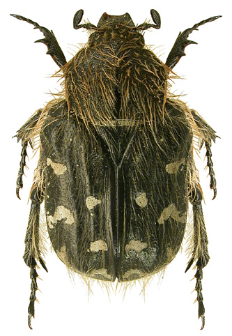 Оленка мохнатая