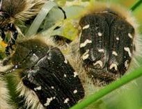 Оленка мохнатая