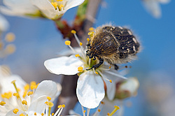 Оленка мохнатая