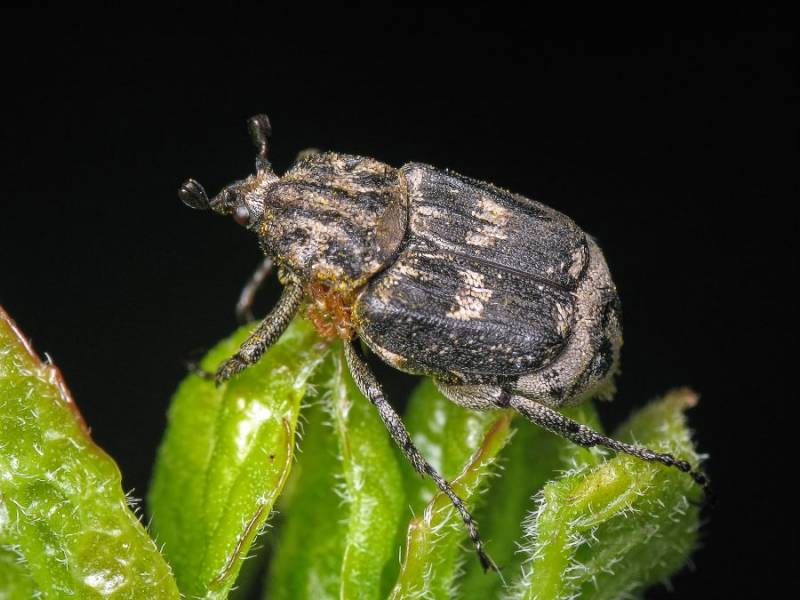 Пестряк короткокрылый