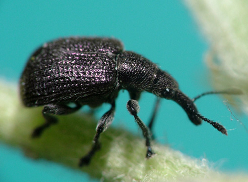 Жук букарка