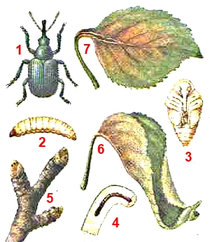 Жук букарка