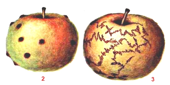 яблоки повреждённые казаркой