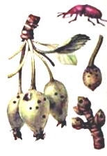 Жук казарка