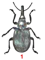 синий стеблевой долгоносик