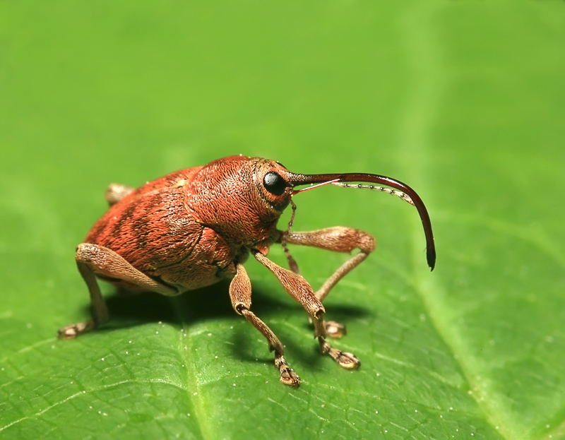 Семейство трубковерты