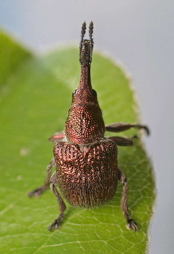 Семейство трубковерты