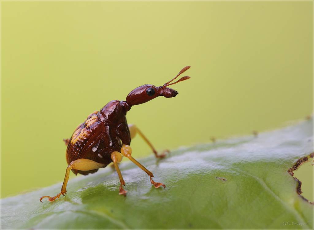 Семейство трубковерты