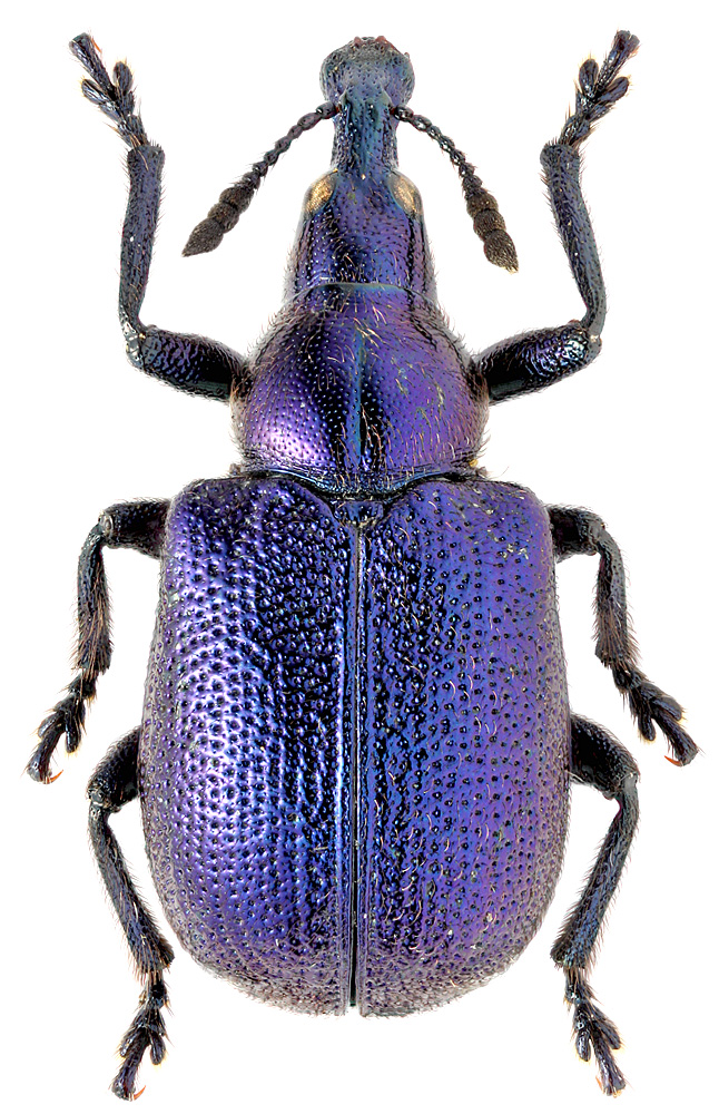 Семейство трубковерты