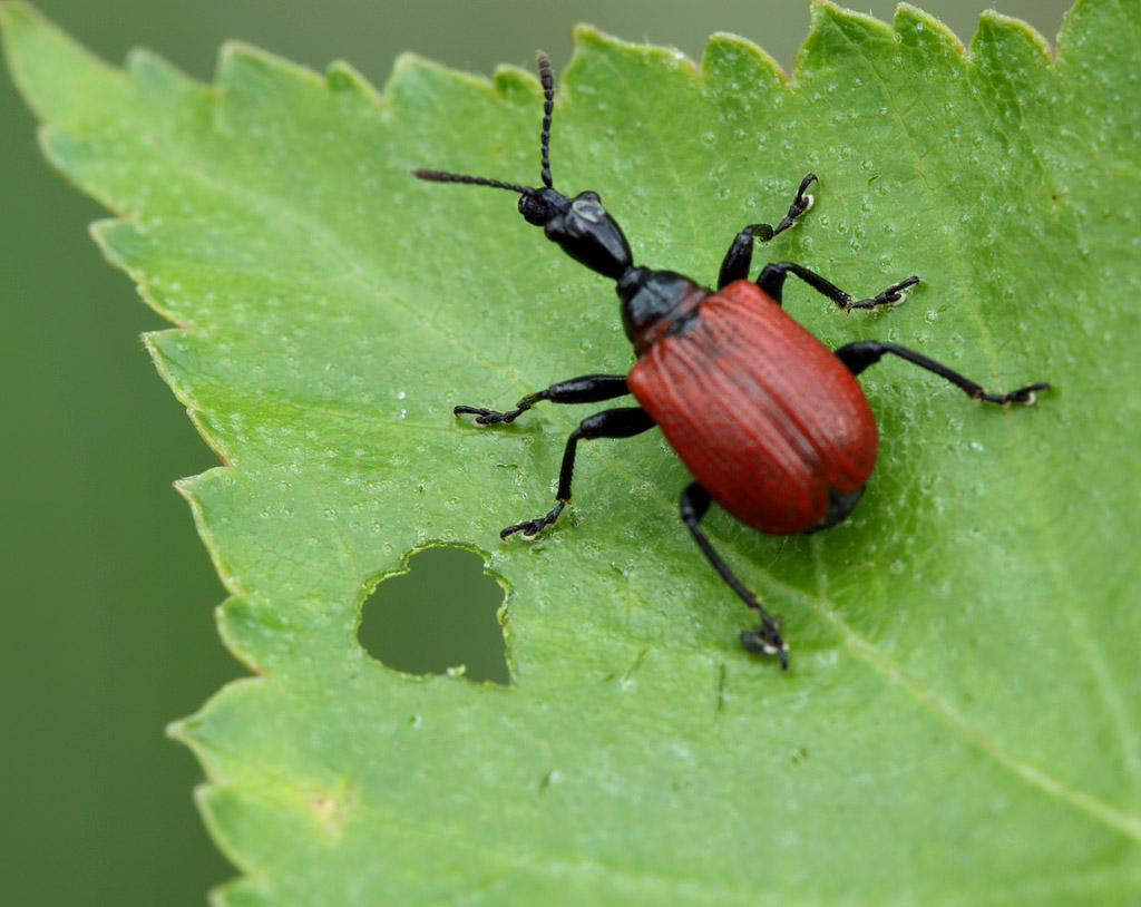 Семейство трубковерты