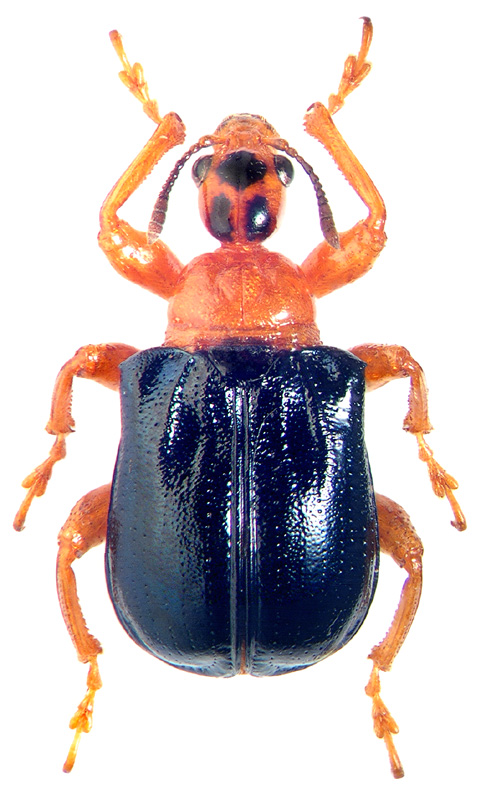 Семейство трубковерты