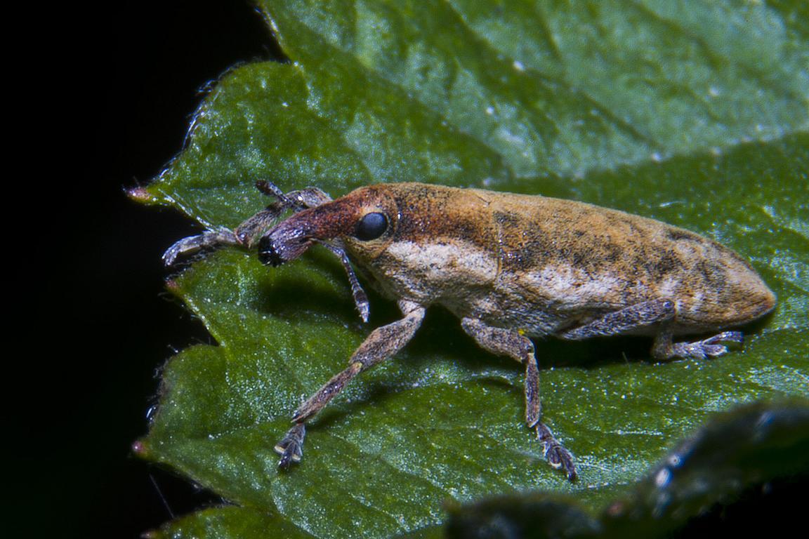 Семейство трубковерты