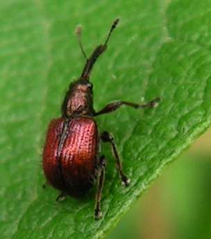 Трубковерт боярошниковый