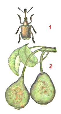 Трубковерт грушевый большой