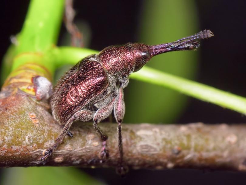 грушевый большой трубковёрт