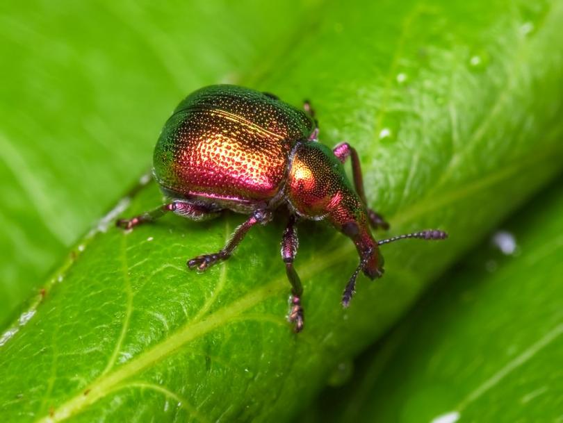 грушевый большой трубковёрт