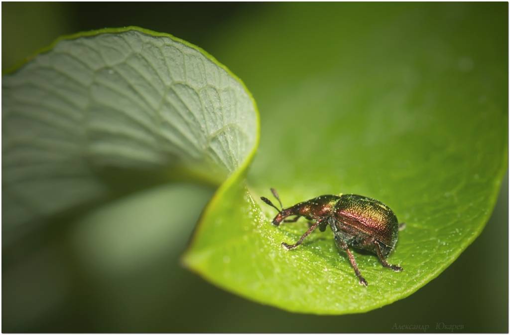 грушевый большой трубковёрт