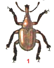 Трубковерт медный