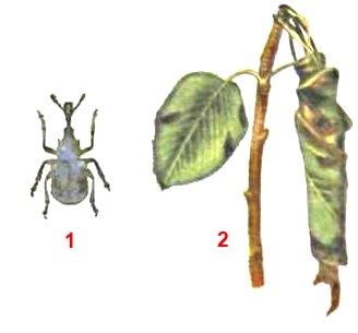 Трубковерт многоядный