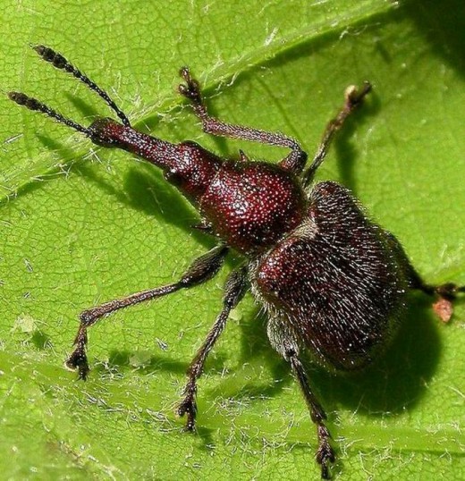 Трубковёрн вишнёвый