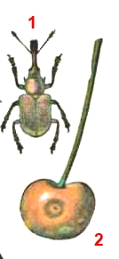 Трубковёрн вишнёвый