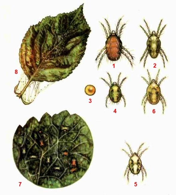 Клещ боярышниковый