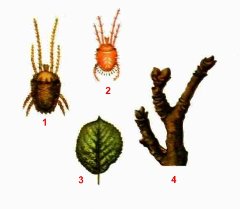 Клещь бурый плодовый