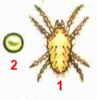 Клещ желтый сливовый