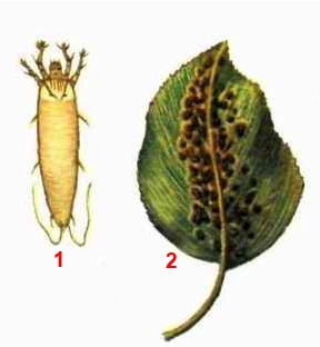 Клещ грушевый галловый