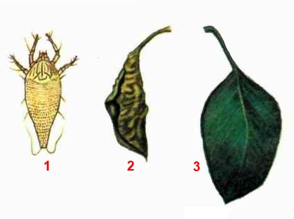 Клещ грушевый листовой; синоним - деформирующий грушевый клещ