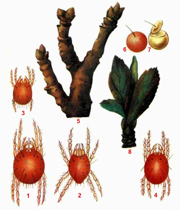 Клещ красный плодовый