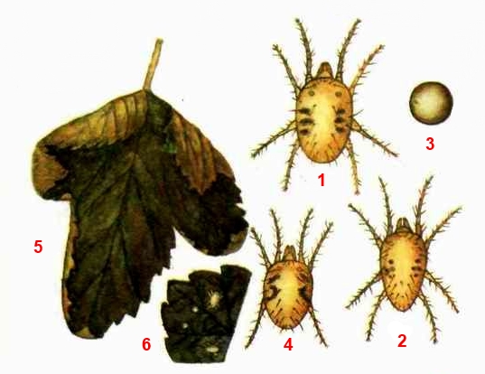 Клещ обыкновенный паутинный