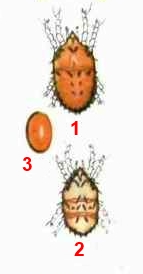 Плоскотелка плодовая