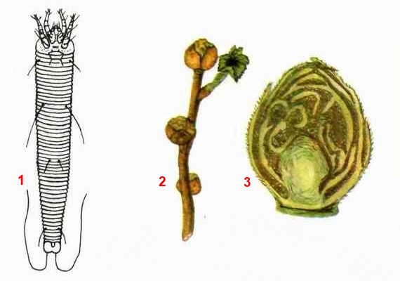 Клещ почковый смородинный