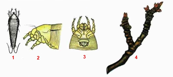 Клещ сливовый галловый