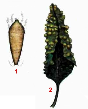 Клещ сливовый кармашковый