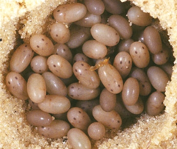 Яйца Медведки обыкновенной