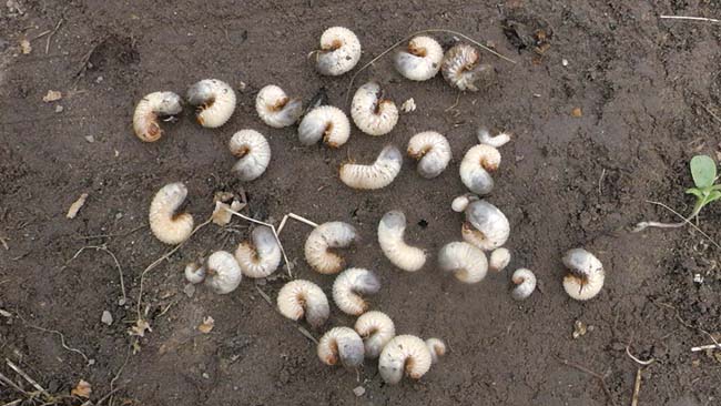 Личинка Медведки