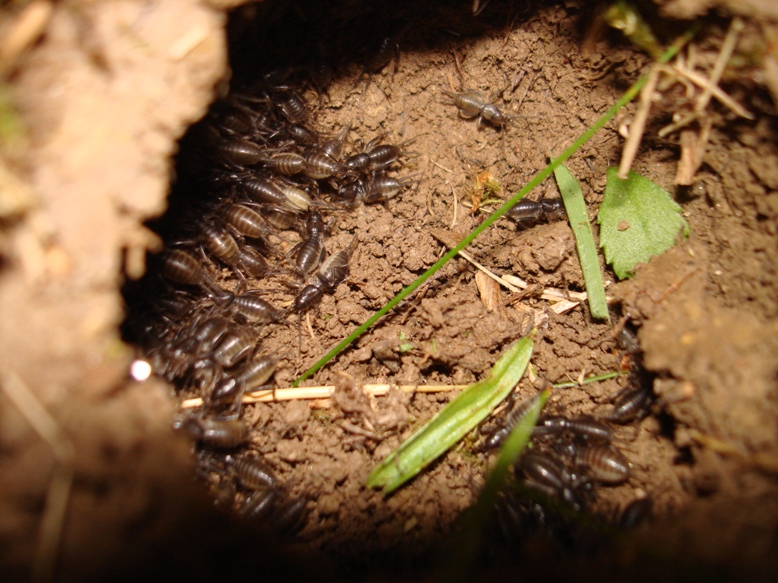 Личинка Медведки обыкновенной
