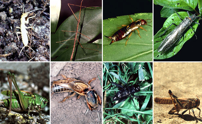 Отряд прямокрылые (Orthoptera)