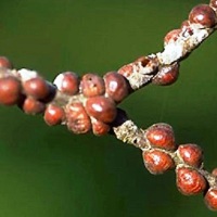 Щитовка калифорнийская